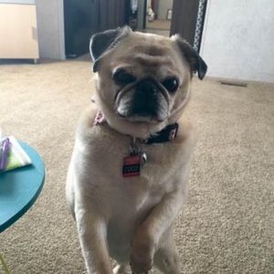 Meet your Posher, Amy